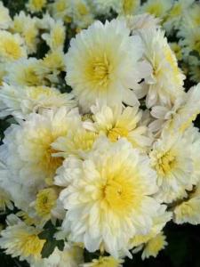 怀菊花