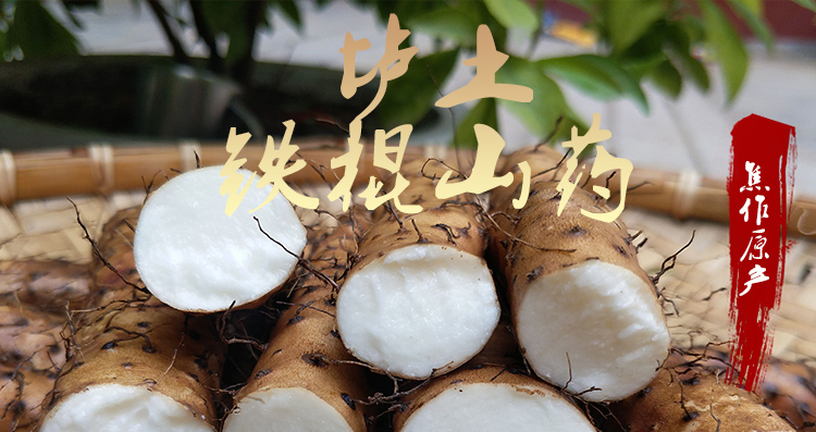 铁棍山药的功效：10大现代药理功效