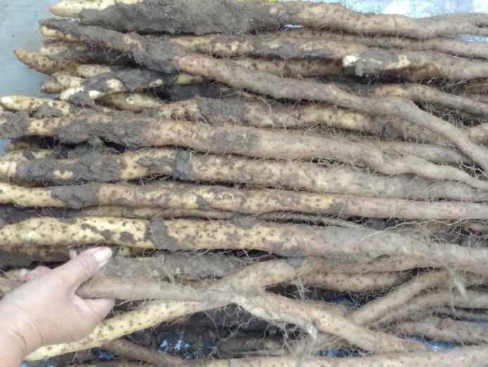 铁棍山药的禁忌事项